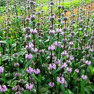 Knollen-Brandkraut 'Amazone' (Phlomis tuberosa)