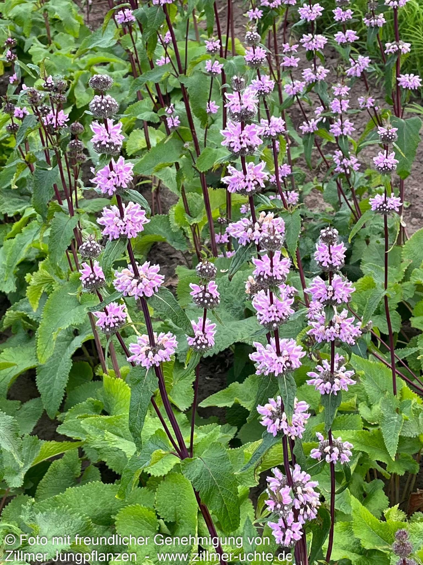 Knollen-Brandkraut 'Amazone' (Phlomis tuberosa)
