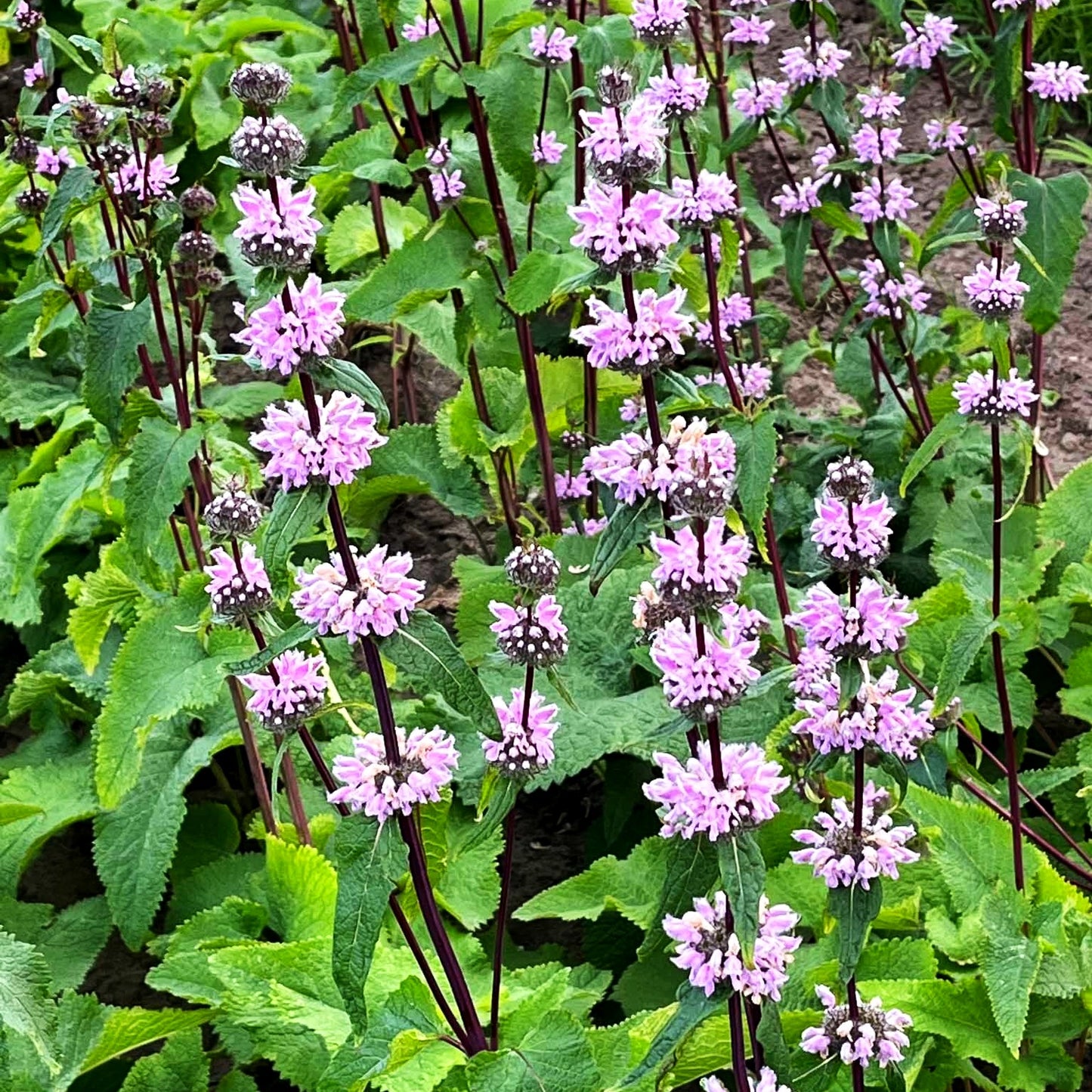 Knollen-Brandkraut 'Amazone' (Phlomis tuberosa)