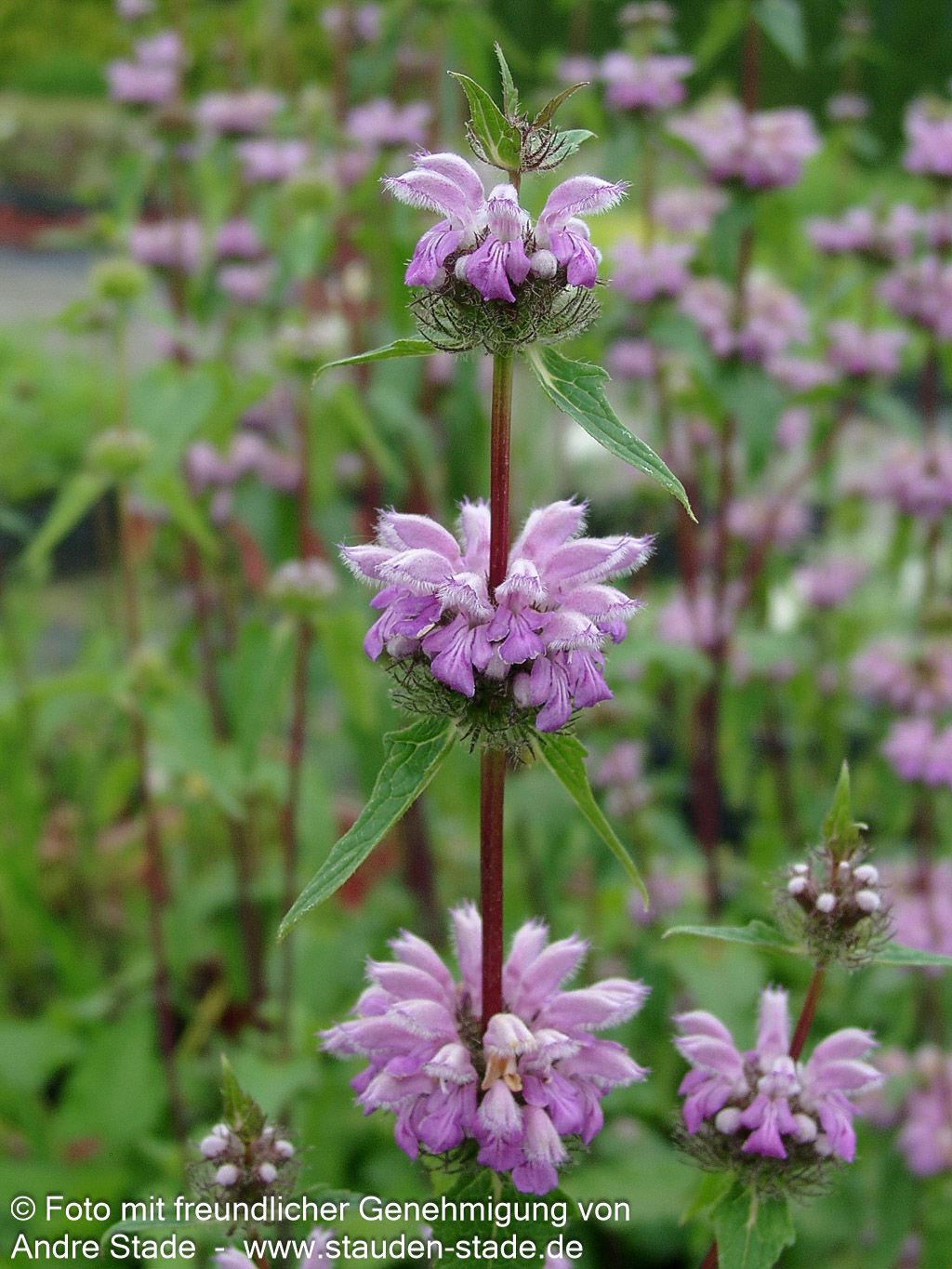 Knollen-Brandkraut 'Amazone' (Phlomis tuberosa)