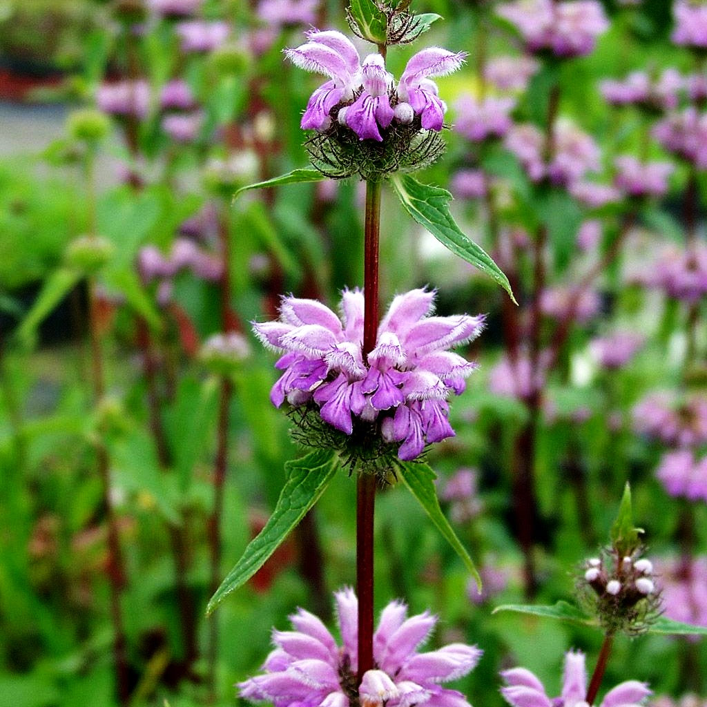 Knollen-Brandkraut 'Amazone' (Phlomis tuberosa)