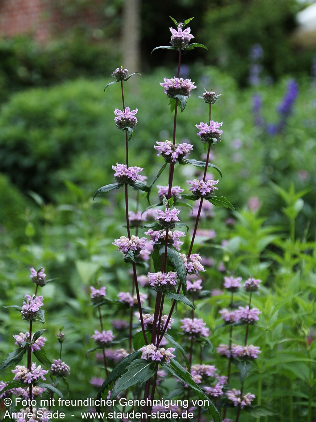 Knollen-Brandkraut 'Amazone' (Phlomis tuberosa)