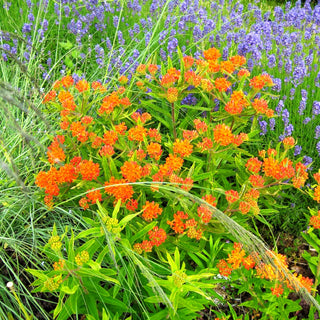 Knollige Seidenpflanze (Asclepias tuberosa)
