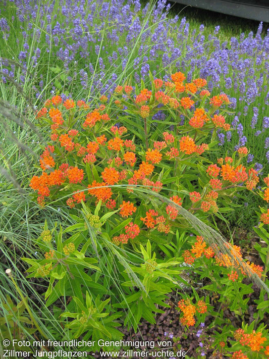 Knollige Seidenpflanze (Asclepias tuberosa)