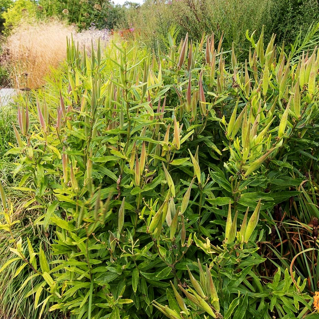 Knollige Seidenpflanze (Asclepias tuberosa)