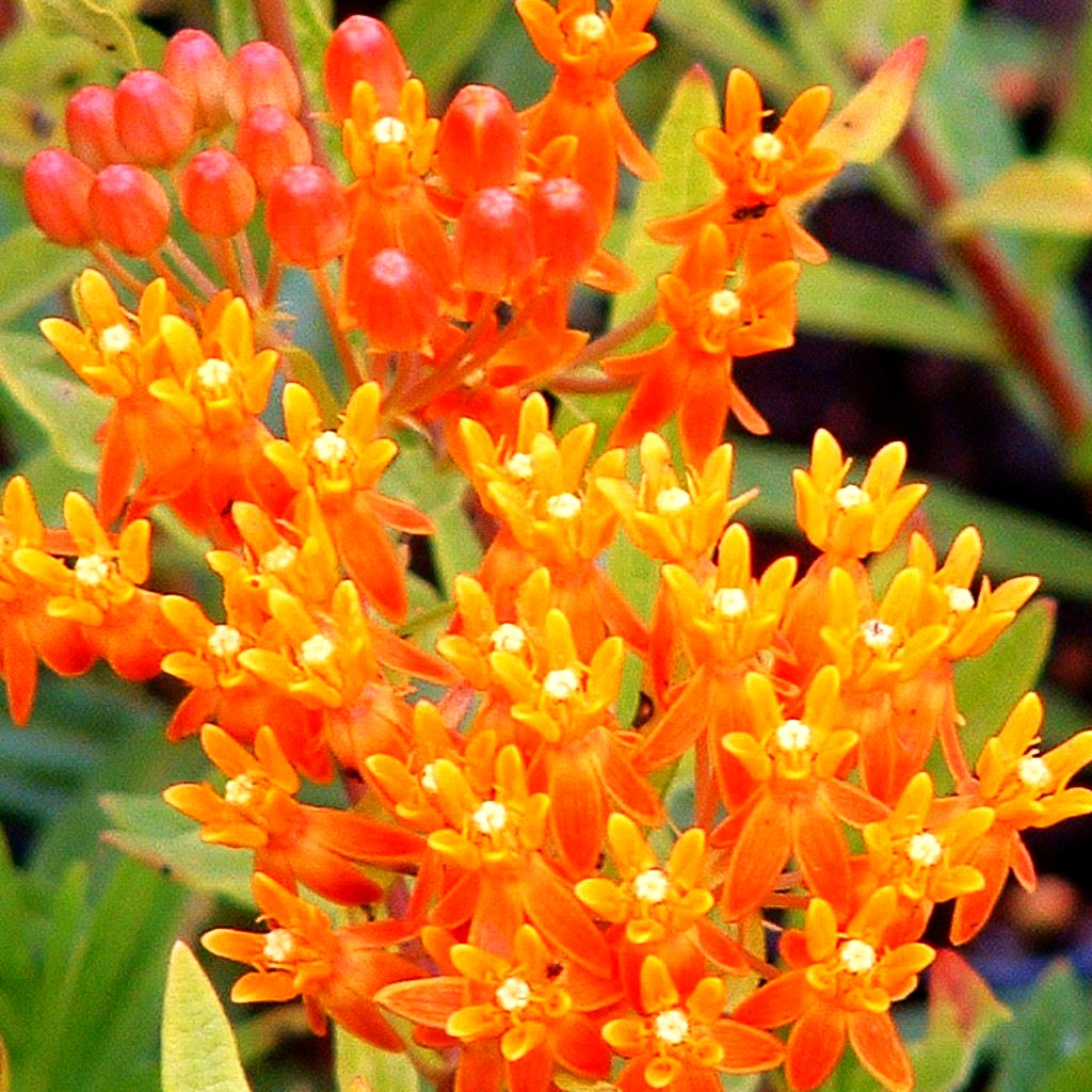 Knollige Seidenpflanze (Asclepias tuberosa)