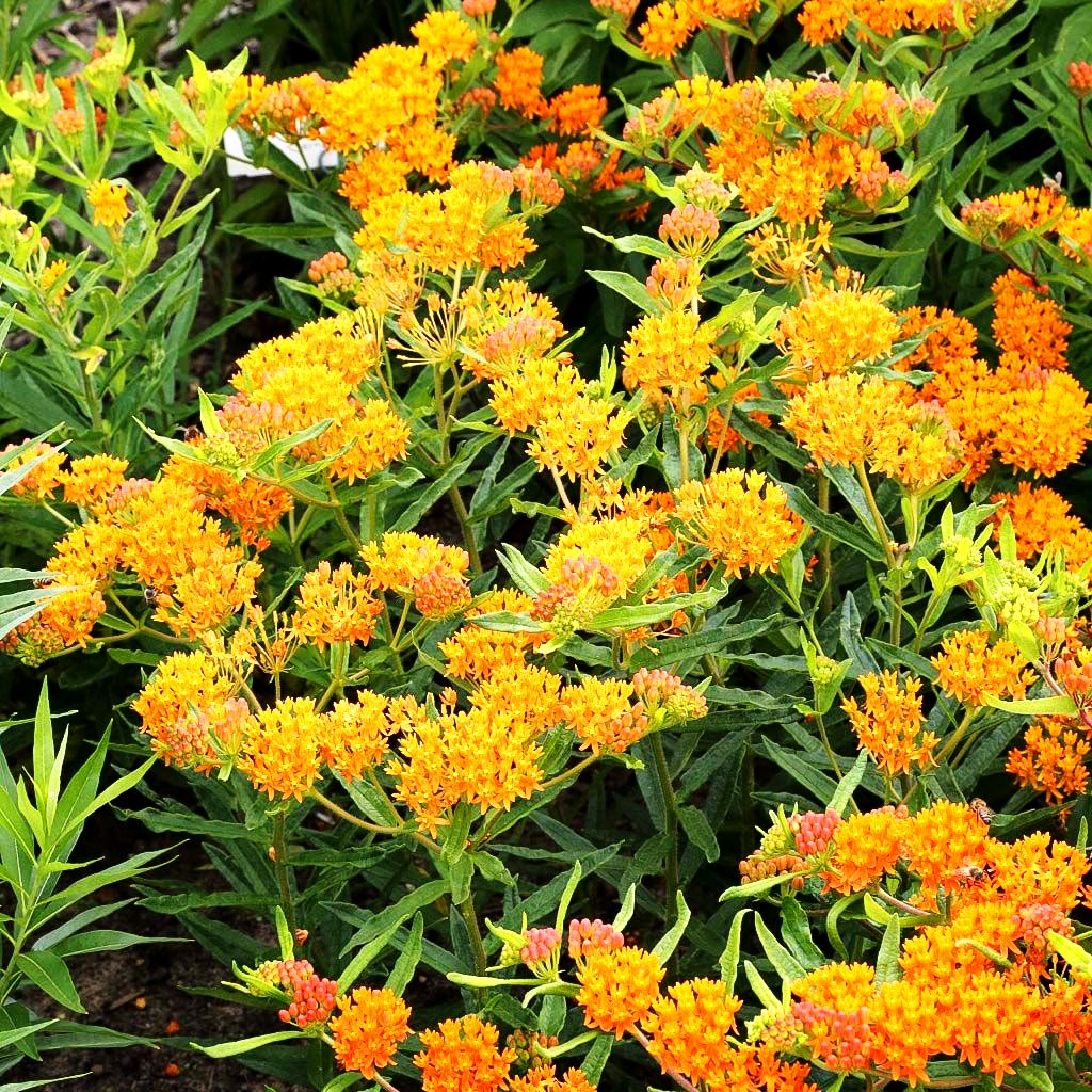 Knollige Seidenpflanze (Asclepias tuberosa)