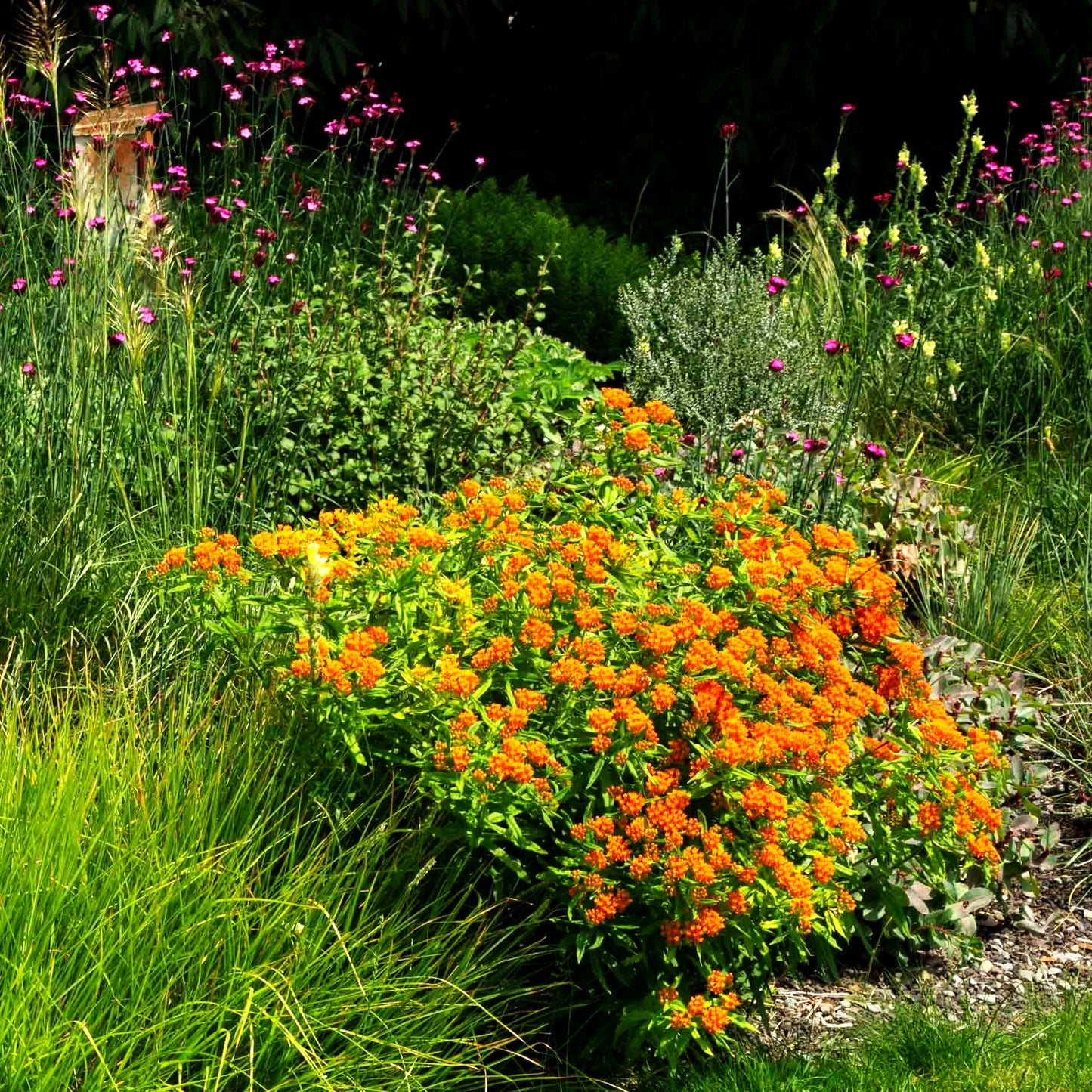 Knollige Seidenpflanze (Asclepias tuberosa)