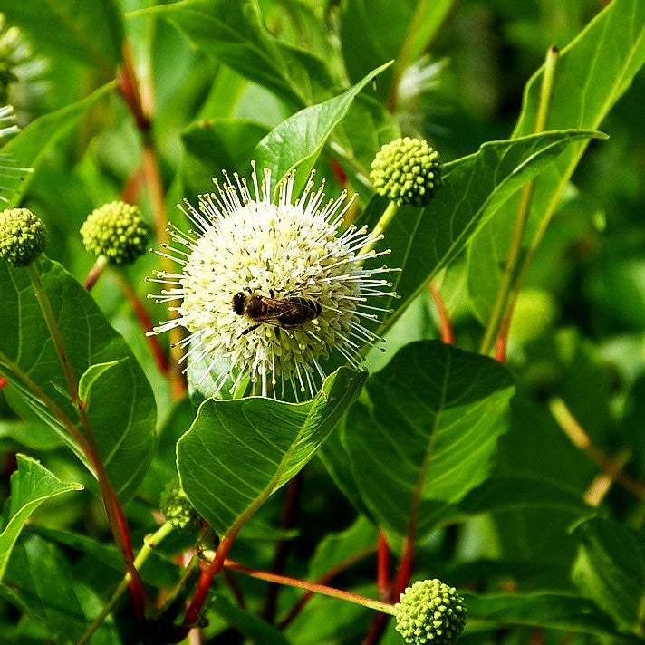 Knopfbusch (Cephalanthus occidentalis)