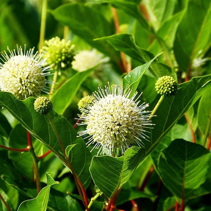 Knopfbusch (Cephalanthus occidentalis)