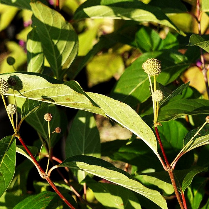 Knopfbusch (Cephalanthus occidentalis)