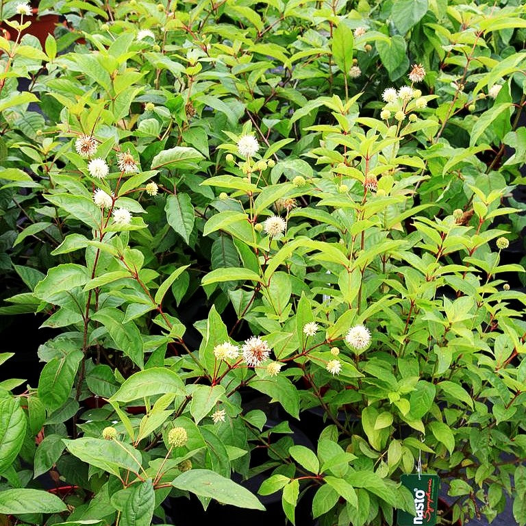 Knopfbusch (Cephalanthus occidentalis)