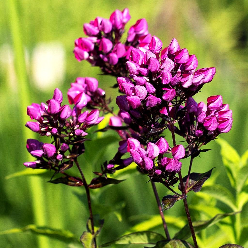 Knospen-Flammenblume 'Butonik' (Phlox paniculata)