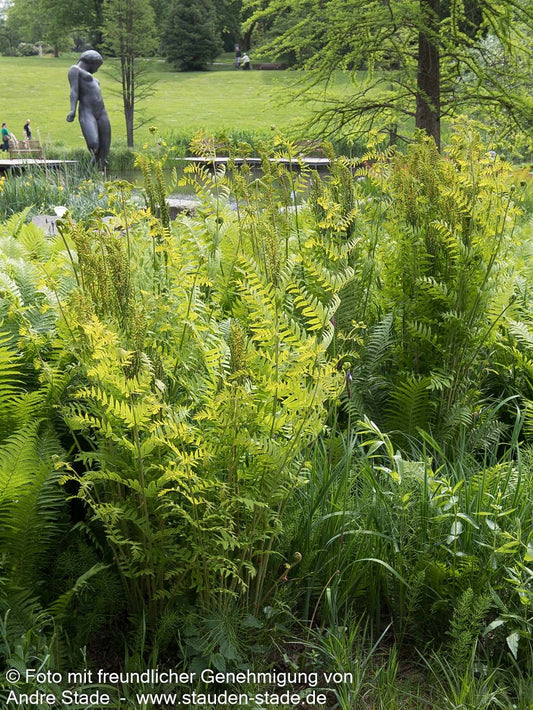 Königsfarn (Osmunda regalis)