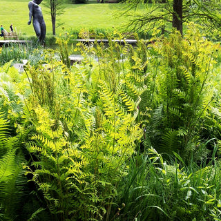 Königsfarn (Osmunda regalis)