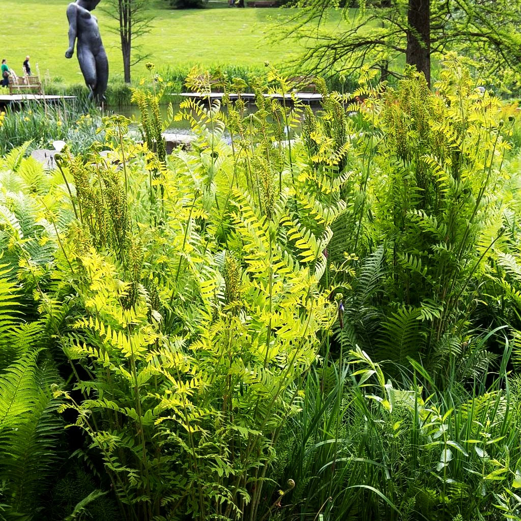 Königsfarn (Osmunda regalis)