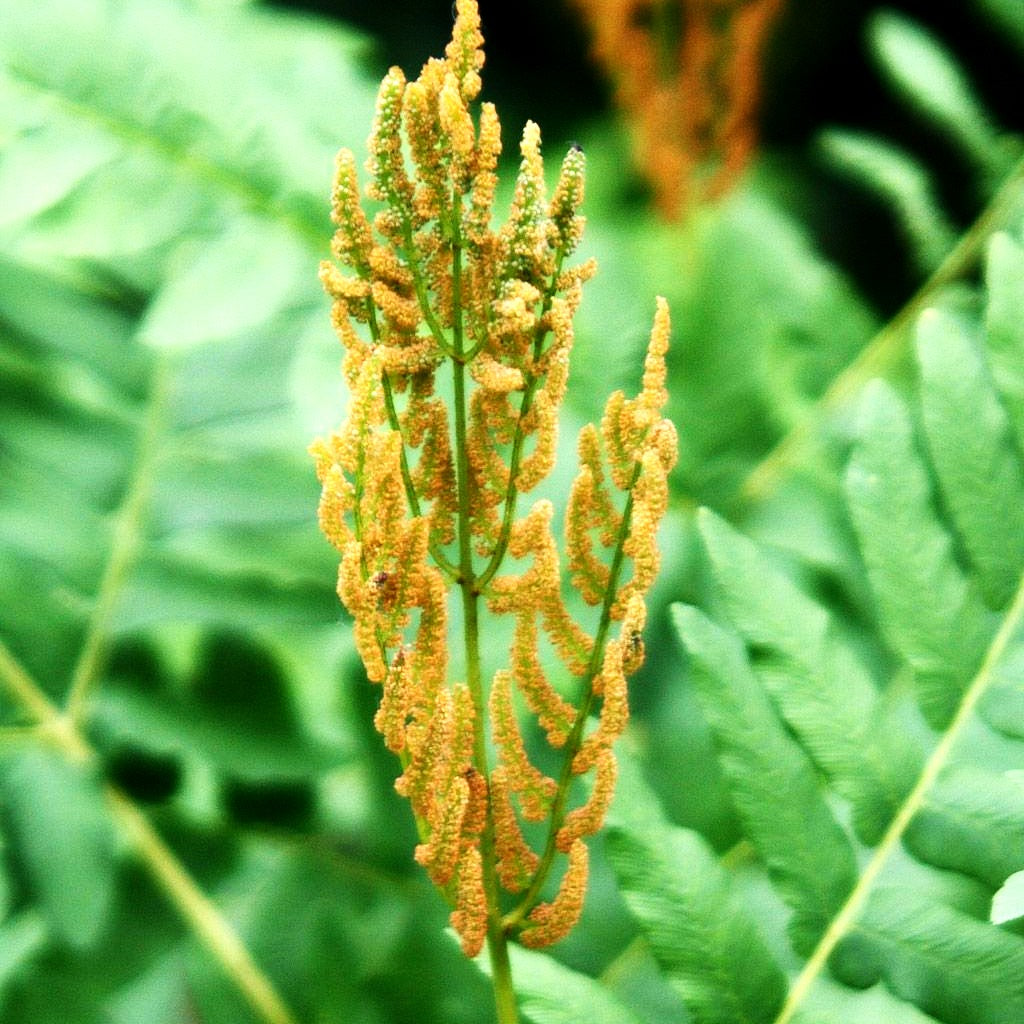 Königsfarn (Osmunda regalis)