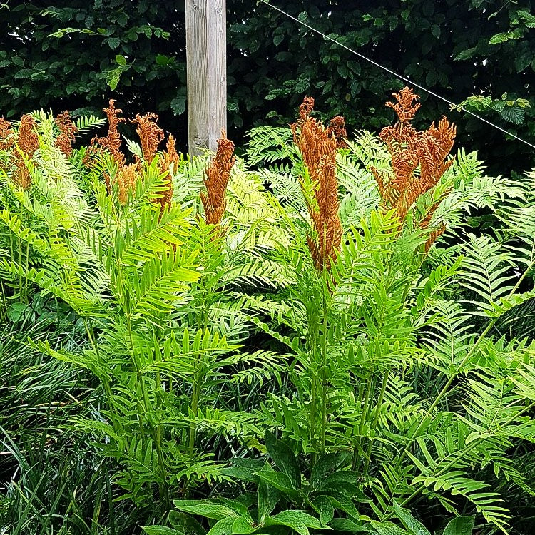 Königsfarn (Osmunda regalis)