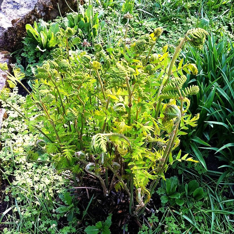 Königsfarn (Osmunda regalis)
