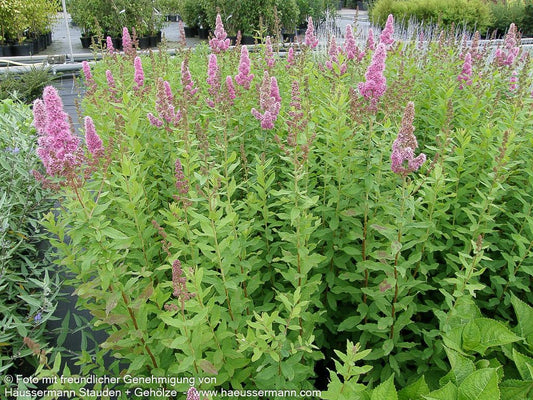 Kolben-Spiere 'Triumphans' (Spiraea billardii)