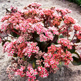 Kompakte Fetthenne 'Picolette' (Sedum telephium)