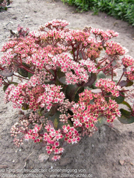 Kompakte Fetthenne 'Picolette' (Sedum telephium)