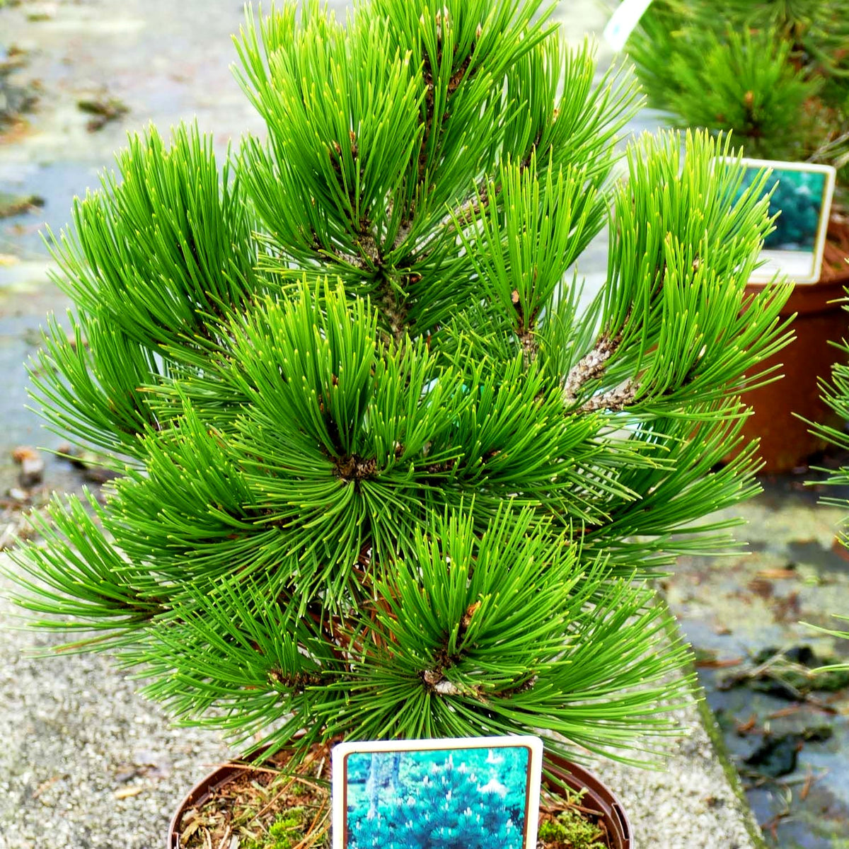 Kompakte Schlangenhaut-Kiefer 'Compact Gem' (Pinus heldreichii)