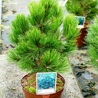 Kompakte Schlangenhaut-Kiefer 'Compact Gem' (Pinus heldreichii)