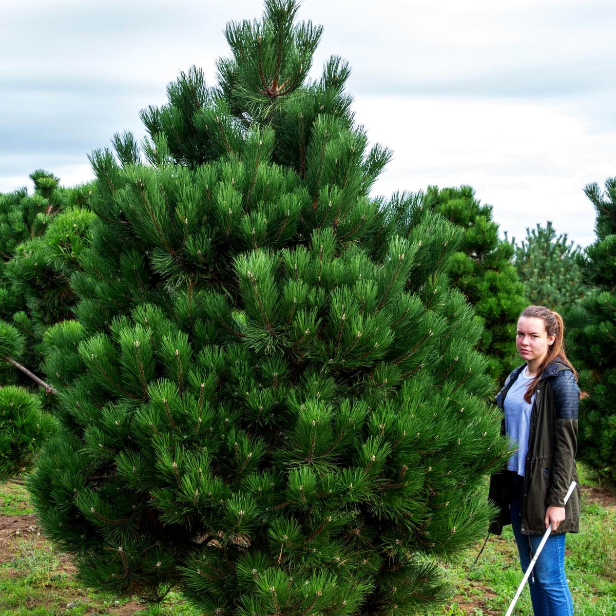 Kompakte Schlangenhaut-Kiefer 'Compact Gem' (Pinus heldreichii)