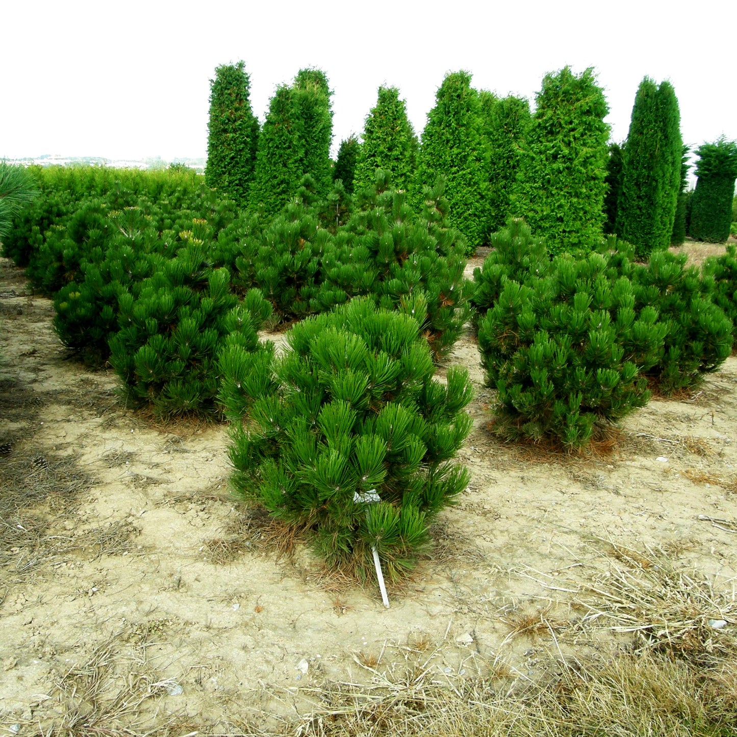 Kompakte Schlangenhaut-Kiefer 'Compact Gem' (Pinus heldreichii)