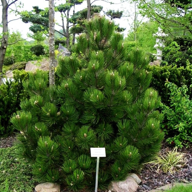 Kompakte Schlangenhaut-Kiefer 'Compact Gem' (Pinus heldreichii)