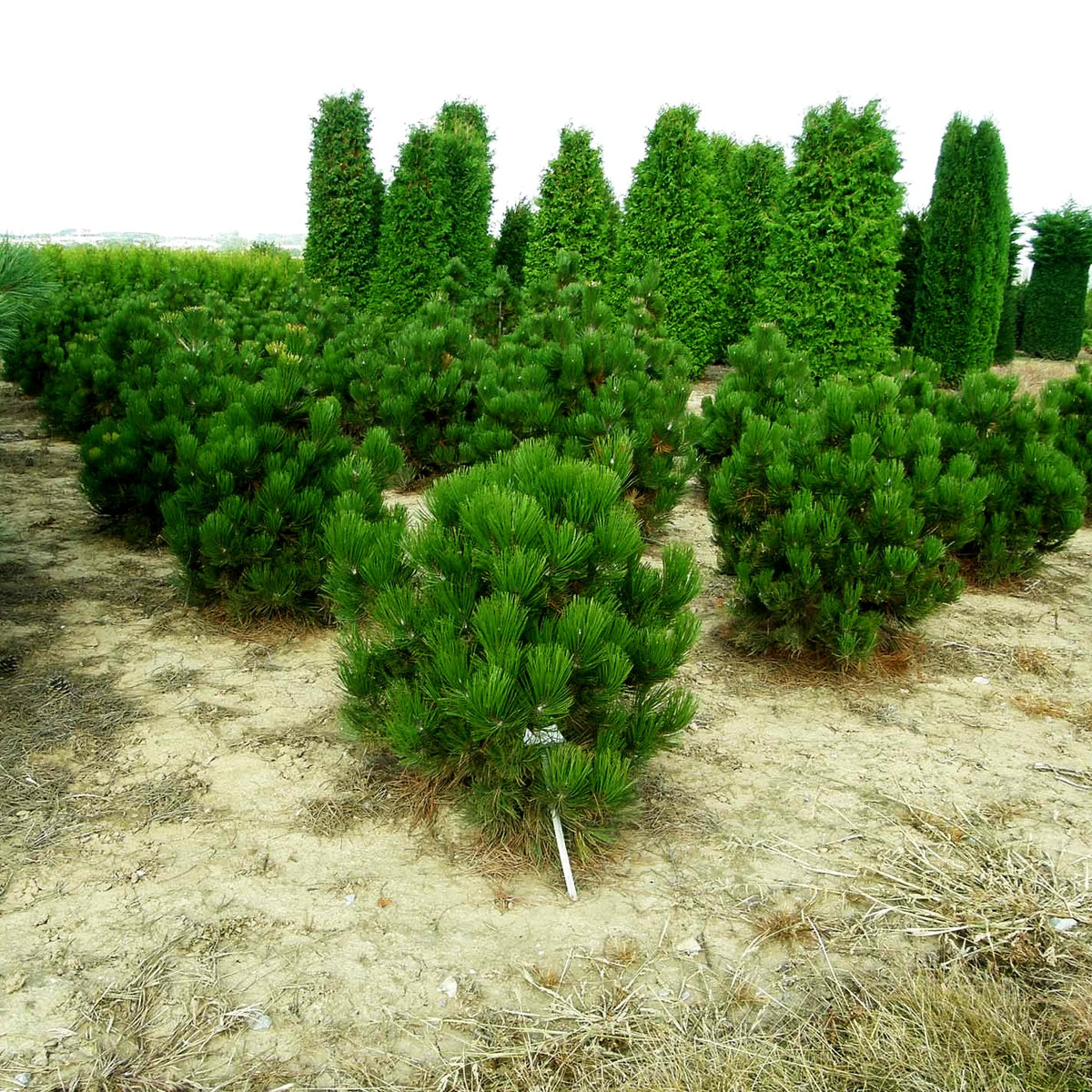 Kompakte Schlangenhaut-Kiefer 'Compact Gem' (Pinus heldreichii)