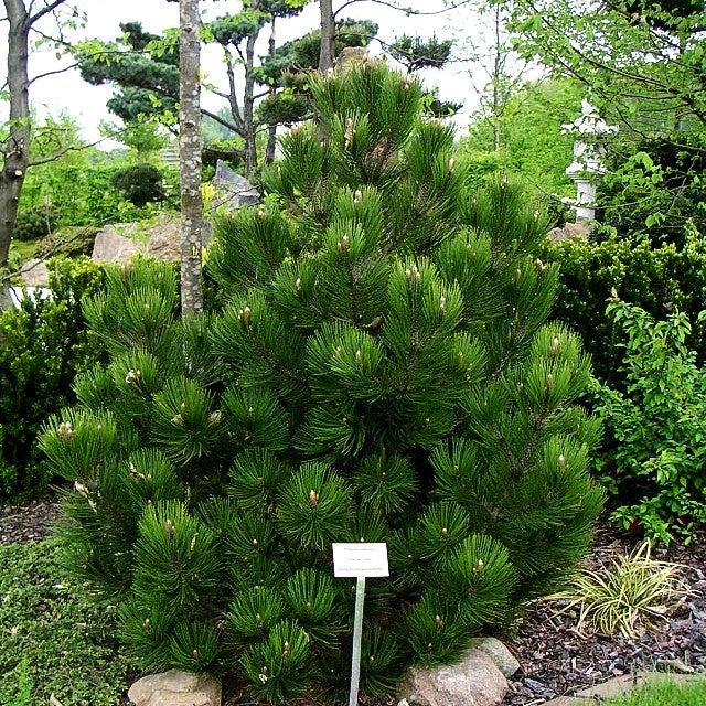 Kompakte Schlangenhaut-Kiefer 'Compact Gem' (Pinus heldreichii)
