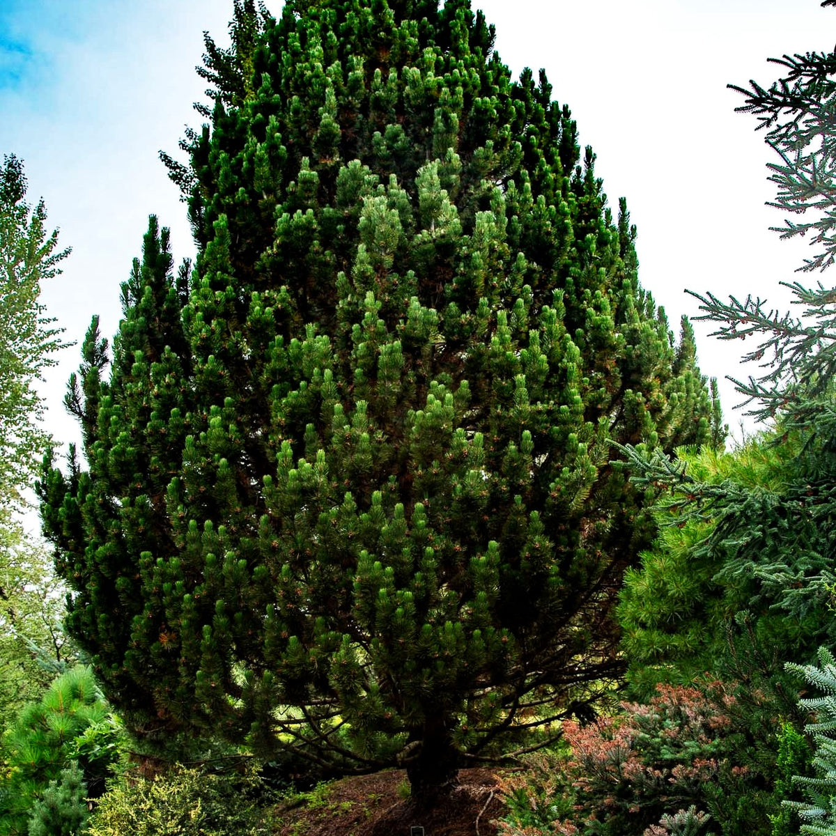 Kompakte Schlangenhaut-Kiefer 'Compact Gem' (Pinus heldreichii)