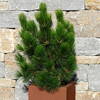 Kompakte Schlangenhaut-Kiefer 'Den Ouden' (Pinus heldreichii)