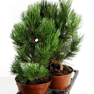 Kompakte Schlangenhaut-Kiefer 'Den Ouden' (Pinus heldreichii)