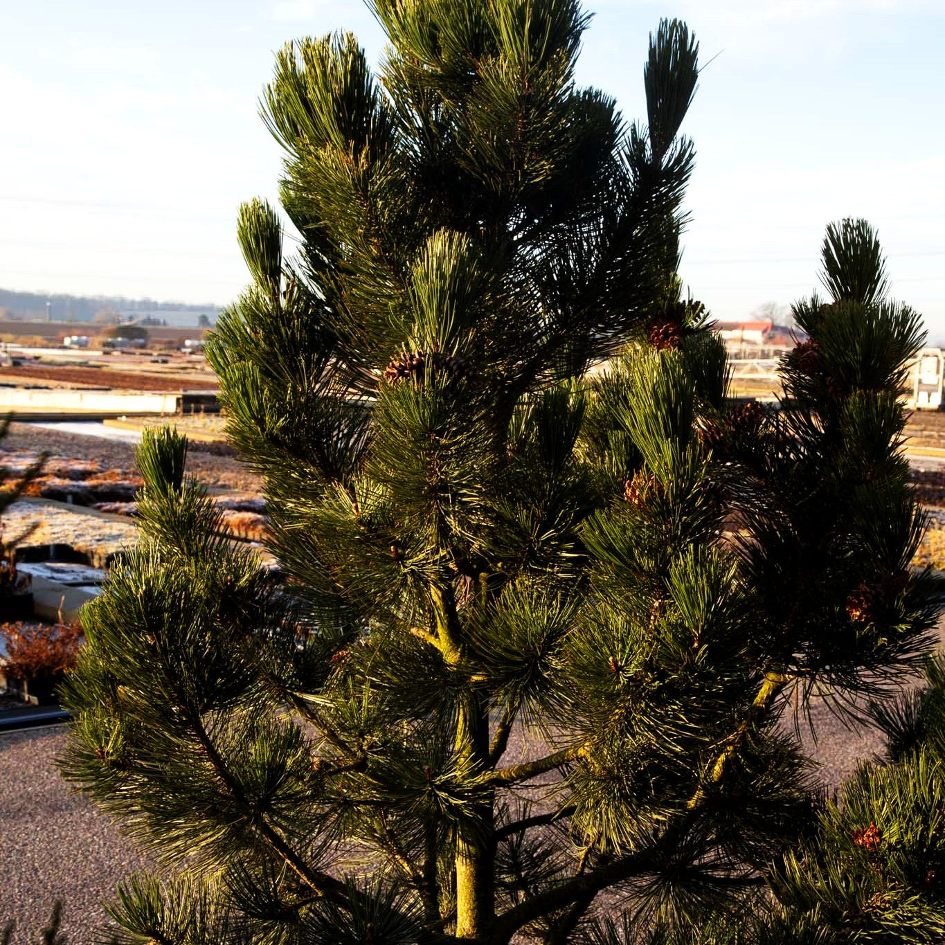 Kompakte Schlangenhaut-Kiefer 'Den Ouden' (Pinus heldreichii)