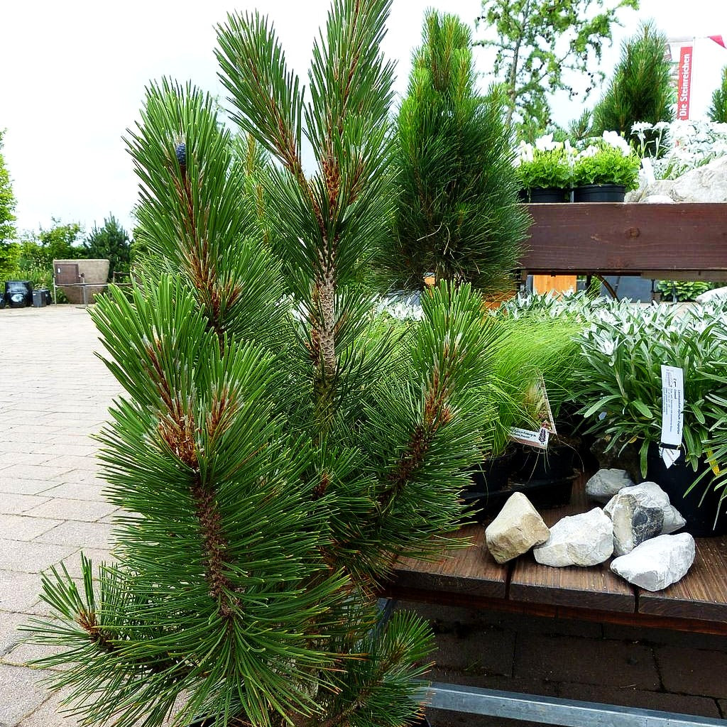 Kompakte Schlangenhaut-Kiefer 'Den Ouden' (Pinus heldreichii)