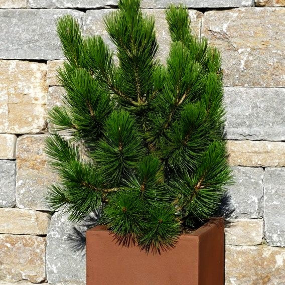 Kompakte Schlangenhaut-Kiefer 'Den Ouden' (Pinus heldreichii)