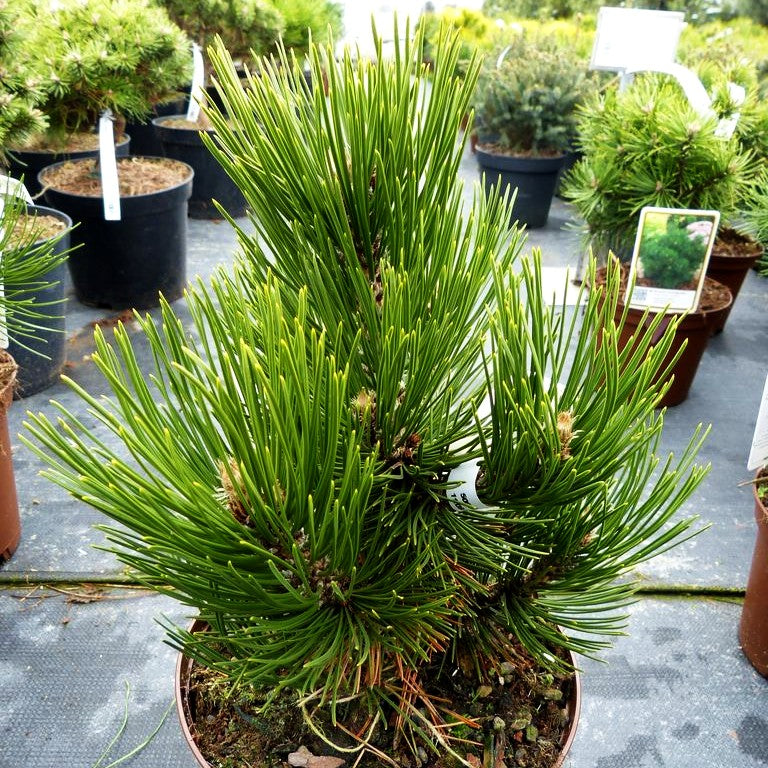 Kompakte Schlangenhaut-Kiefer 'Den Ouden' (Pinus heldreichii)