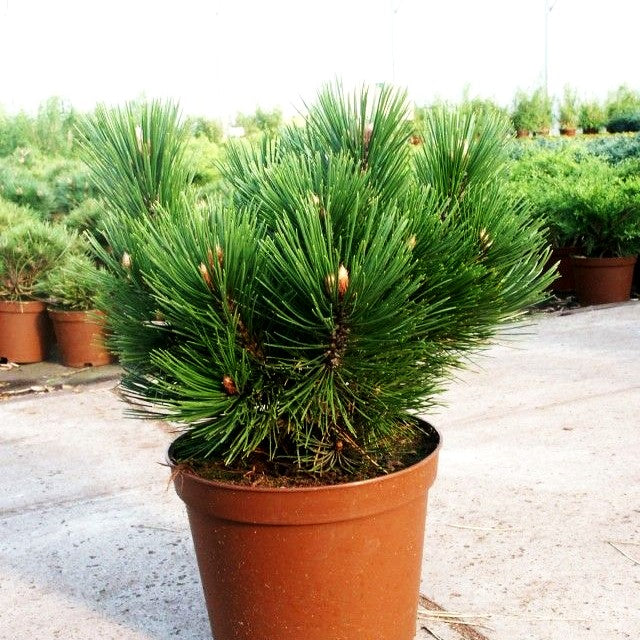 Kompakte Schlangenhaut-Kiefer 'Den Ouden' (Pinus heldreichii)