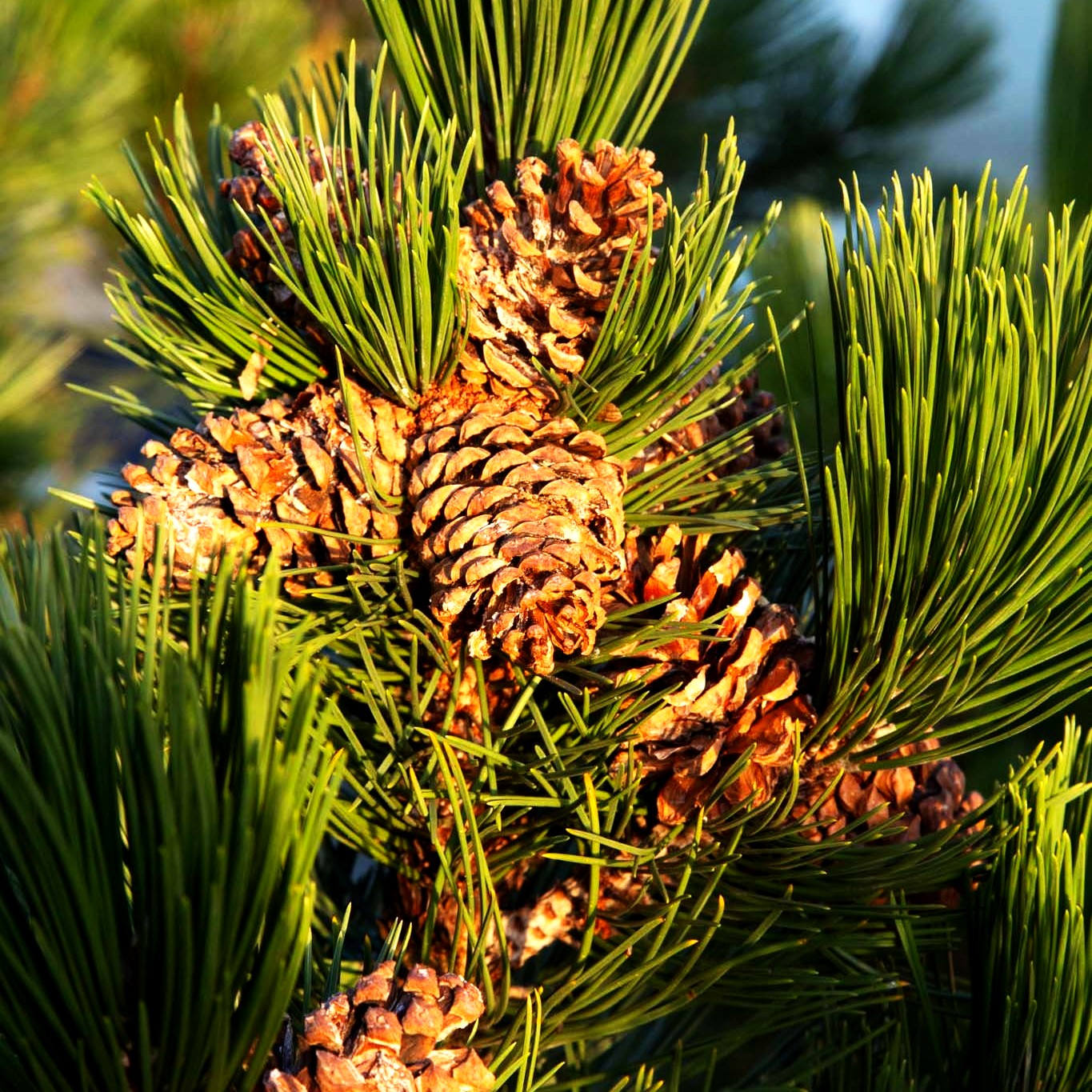 Kompakte Schlangenhaut-Kiefer 'Helmers Japan' (Pinus heldreichii)