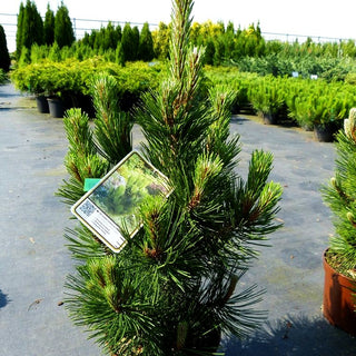 Kompakte Schlangenhaut-Kiefer 'Helmers Japan' (Pinus heldreichii)