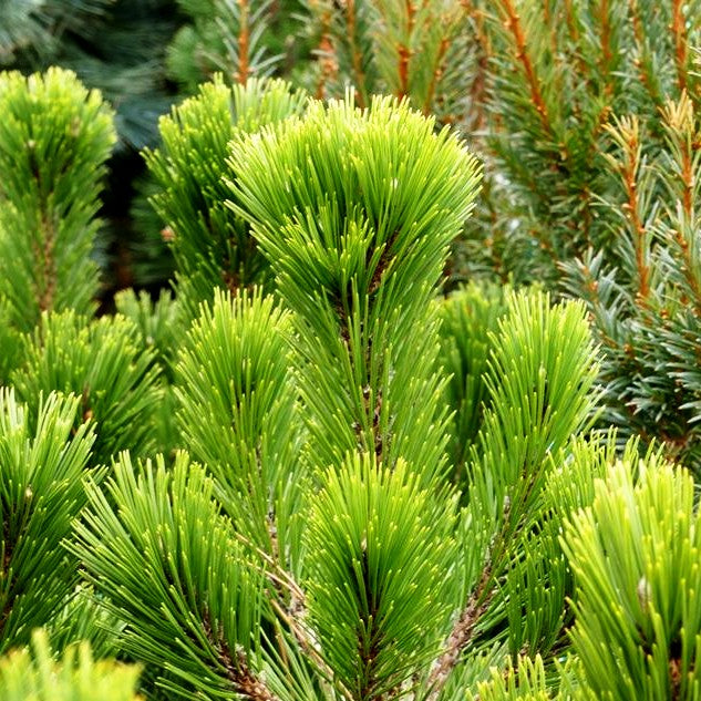 Kompakte Schlangenhaut-Kiefer 'Helmers Japan' (Pinus heldreichii)