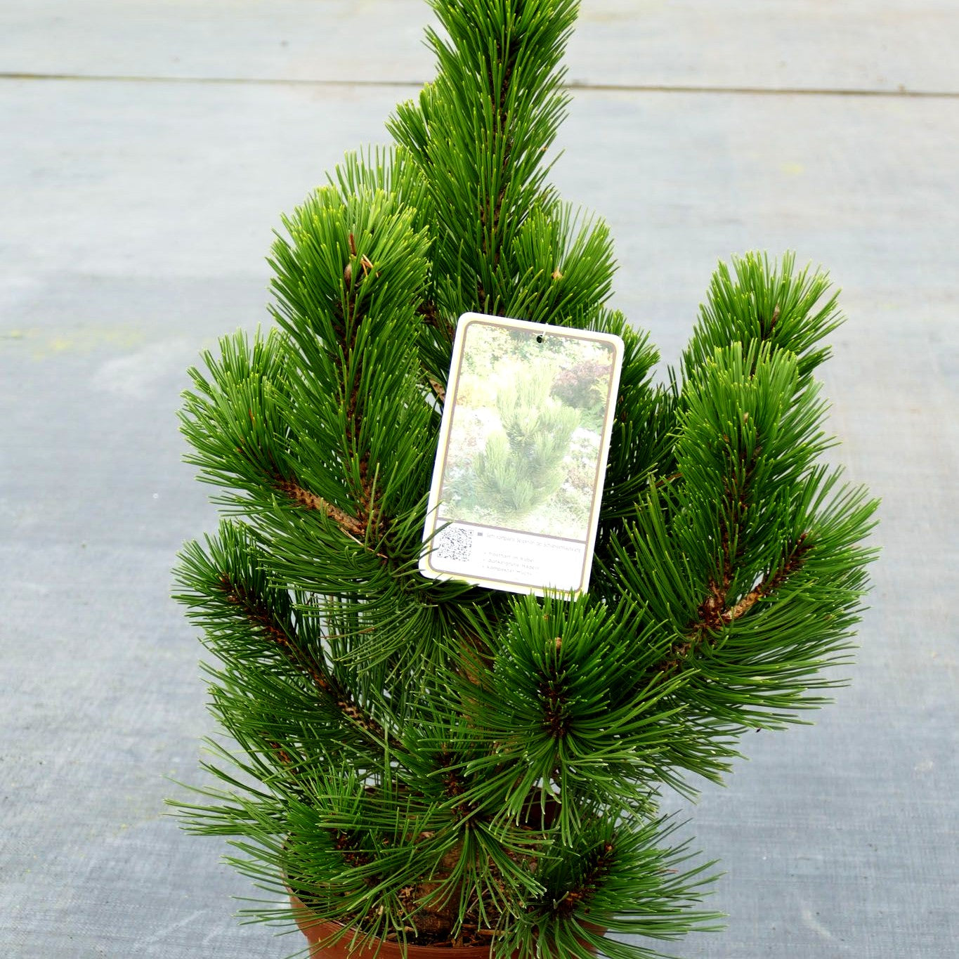 Kompakte Schlangenhaut-Kiefer 'Helmers Japan' (Pinus heldreichii)