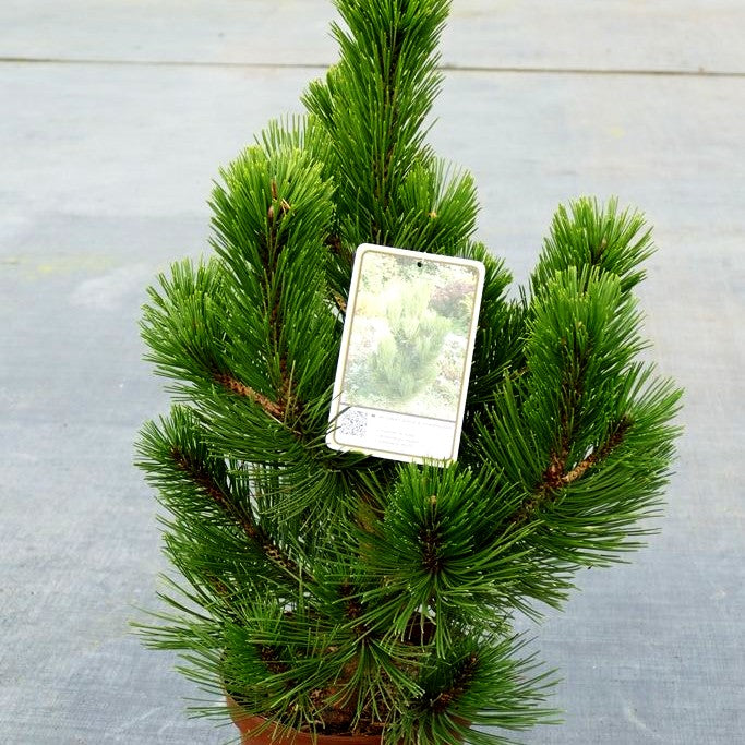 Kompakte Schlangenhaut-Kiefer 'Helmers Japan' (Pinus heldreichii)