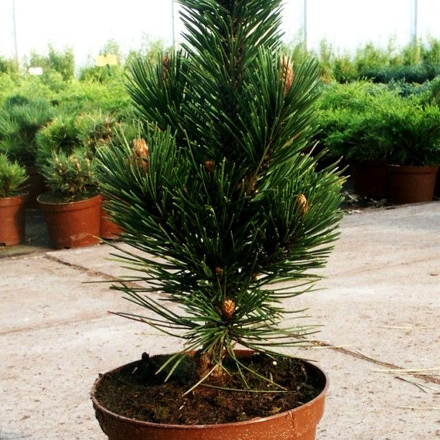Kompakte Schlangenhaut-Kiefer 'Helmers Japan' (Pinus heldreichii)