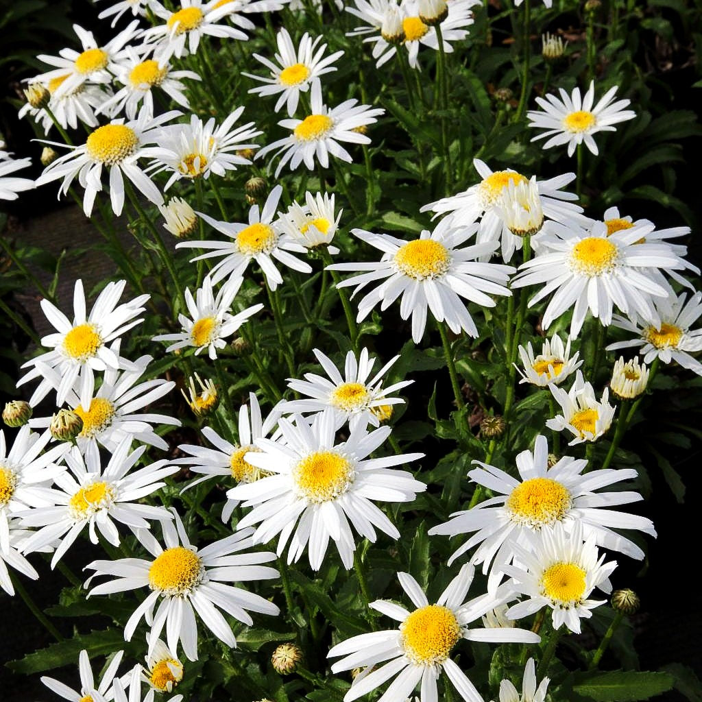 Kompakte Sommer-Margerite 'Angel' (Leucanthemum x superb.)