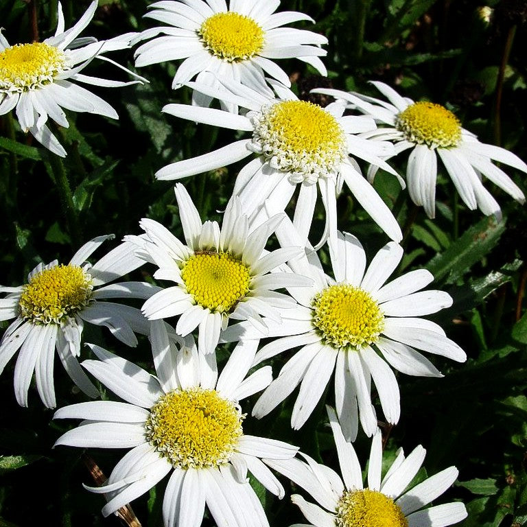 Kompakte Sommer-Margerite 'Angel' (Leucanthemum x superb.)