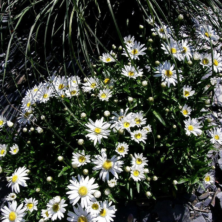 Kompakte Sommer-Margerite 'Angel' (Leucanthemum x superb.)